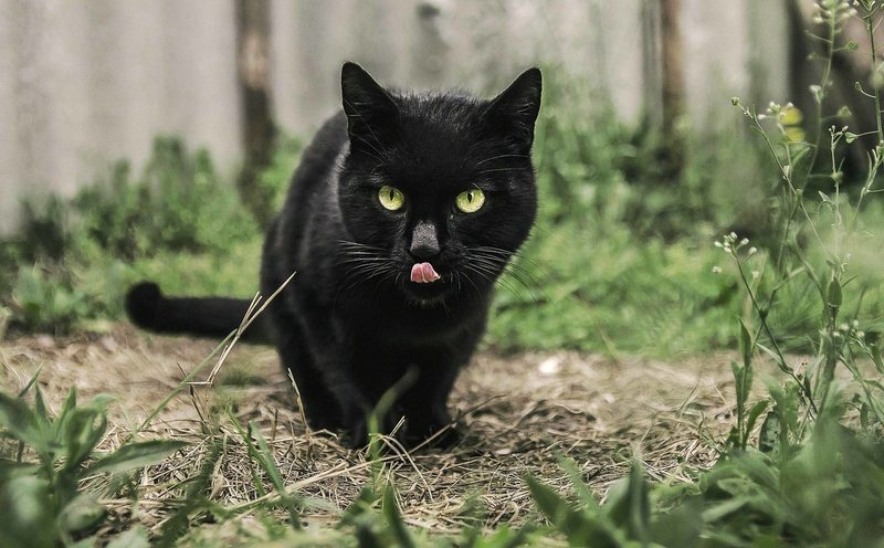 Beneficio Pantera Negra