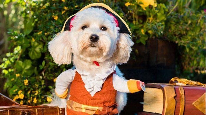 Dogs of Rare, calendario benéfico, Zonared