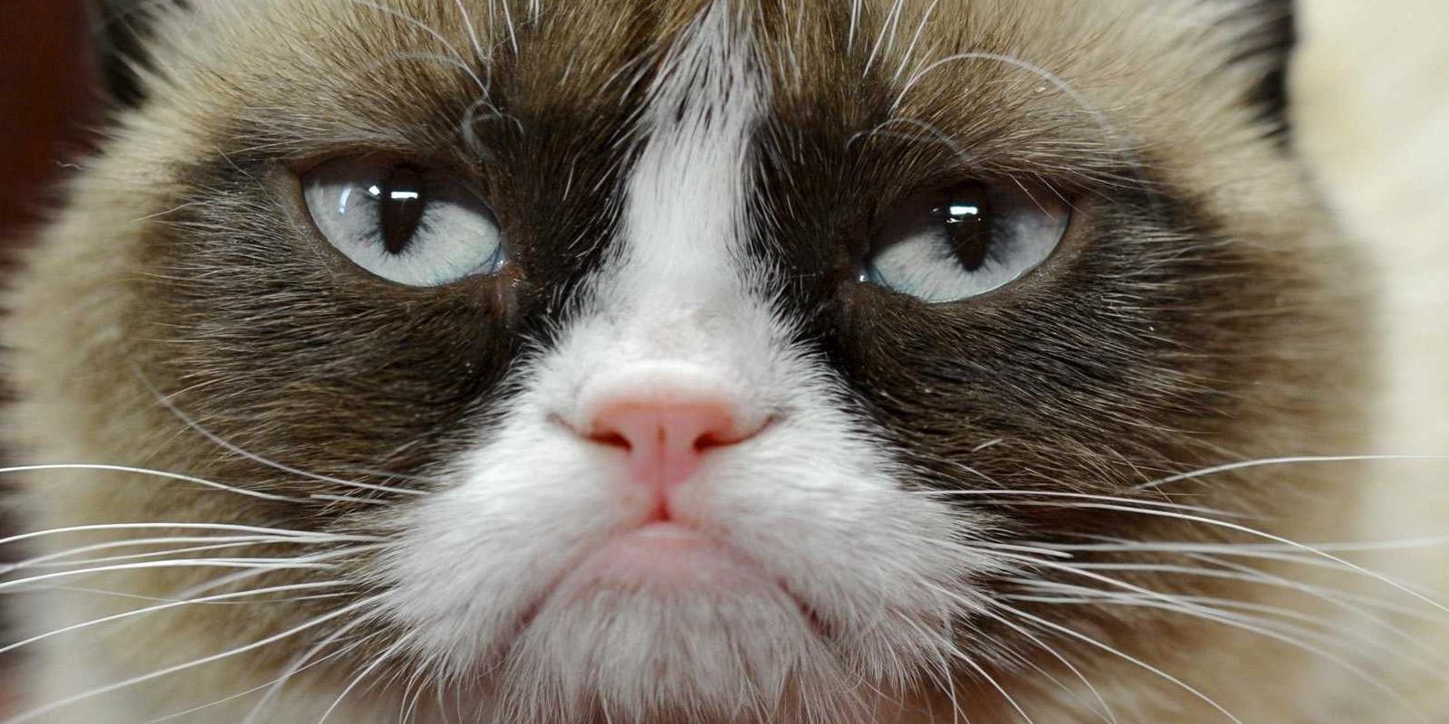 'Garfield' tendrá un cómic crossover con Grumpy Cat